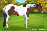 Horse Color:Bay Tobiano 