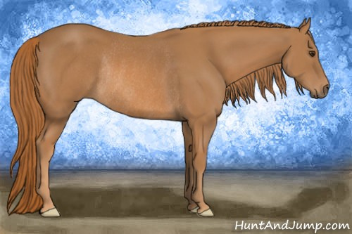 Horse Color: Chestnut Rabicano 