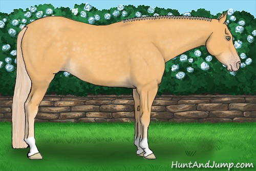 Horse Color: Gold Cream Champagne 