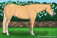 Horse Color:Gold Cream Champagne 