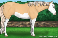 Horse Color:Gold Cream Champagne Splash 