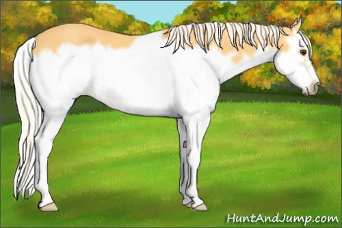 Horse Color: Palomino Splash Frame 