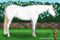 Horse Color:White Spotted Classic Cream Champagne Appaloosa 
