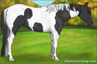 Horse Color:Brown Tobiano 