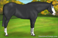 Horse Color:Brown Splash