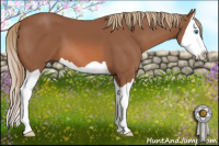 Horse Color:Chestnut Splash 