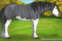 Horse Color:Blue Roan Splash 