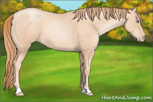 Horse Color: Gold Champagne Pearl 