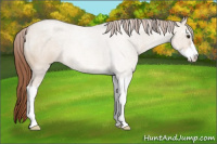 Horse Color:Liver Red Dun Roan Sabino 