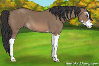 Horse Color:Brown Dun Sabino 