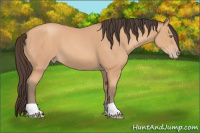 Horse Color:Amber Champagne