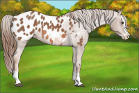 Horse Color:Red Roan Splash Appaloosa