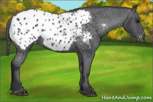 Horse Color: Black Blanket 