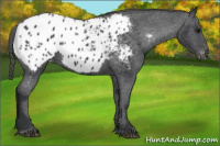 Horse Color:Black Appaloosa