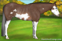 Horse Color:Bay Splash Frame Rabicano