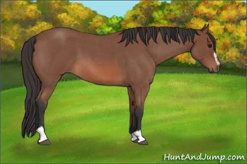 Horse Color: Bay Roan Sabino 