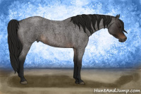Horse Color:Gray Bay Roan 