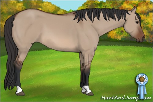 Horse Color: Bay Dun 