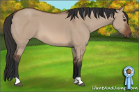 Horse Color:Bay Dun 