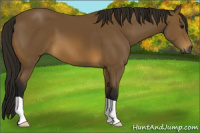 Horse Color:Gray Buckskin 