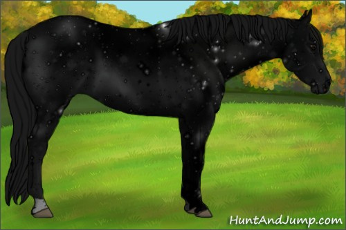 Horse Color: ERROR: UNKNOWN ANOMALY
