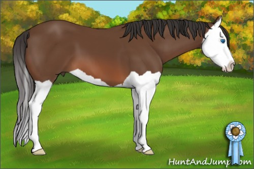 Horse Color: Bay Splash 