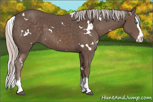 Horse Color: White Spotted Silver Black Sabino Splash 