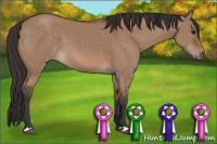 Horse Color:Unknown 