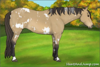Horse Color:White Spotted Buckskin