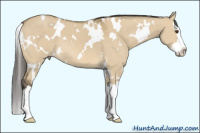 Horse Color:White Spotted Buckskin Dun Splash 