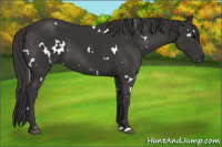 Horse Color:White Spotted Smoky Black