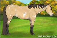 Horse Color:White Spotted Buckskin 