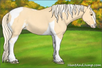 Horse Color:Palomino Dun Sabino Tobiano 