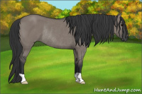 Horse Color:Brown Dun Rabicano