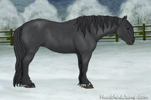 Horse Color: Blue Roan Rabicano 