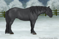 Horse Color:Blue Roan Rabicano 