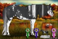 Horse Color:White Spotted Black Splash Rabicano