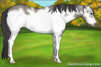 Horse Color:White Spotted Smoky Grullo Sabino Frame Rabicano