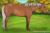 Horse Color:Silver Bay Sabino 
