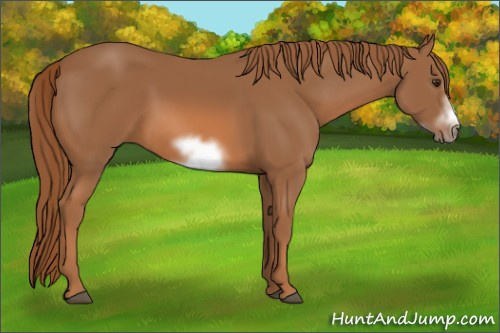 Horse Color: Chestnut Sabino Frame 