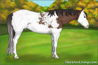 Horse Color:Bay Splash Snowcap 