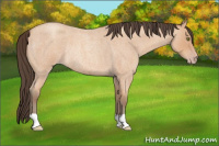 Horse Color:Amber Champagne Roan Rabicano 