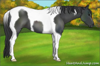 Horse Color:Black Tobiano 