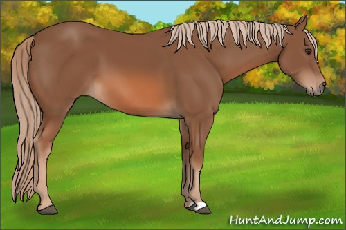 Horse Color: Chestnut 