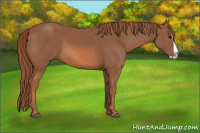 Horse Color:Liver Chestnut Splash 