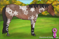 Horse Color:Bay Ice Roan 