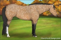 Horse Color:Buckskin Ice 