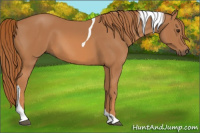 Horse Color:Chestnut Tobiano