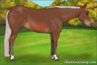 Horse Color:Silver Bay 