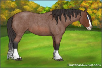 Horse Color:Bay Roan Splash 